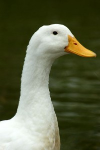 Neck_of_white_duck.